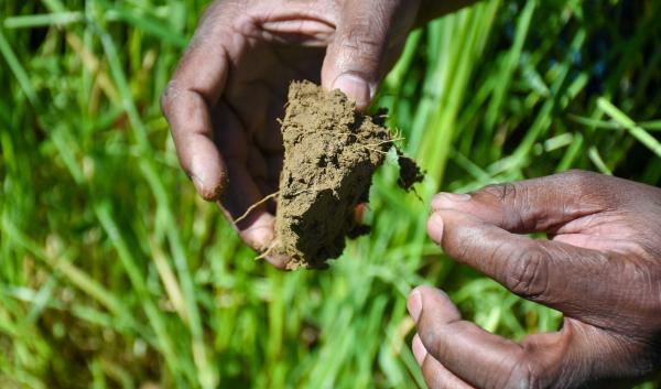 A person holds a healthy clod of soil in their hands.