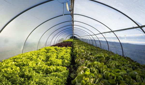 Green and purple crops grow beneath a high tunnel.