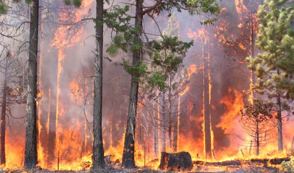 Wildfire