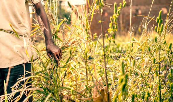 African farmer