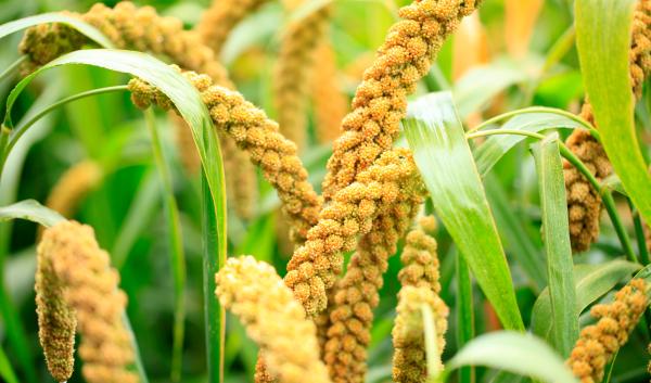 millet