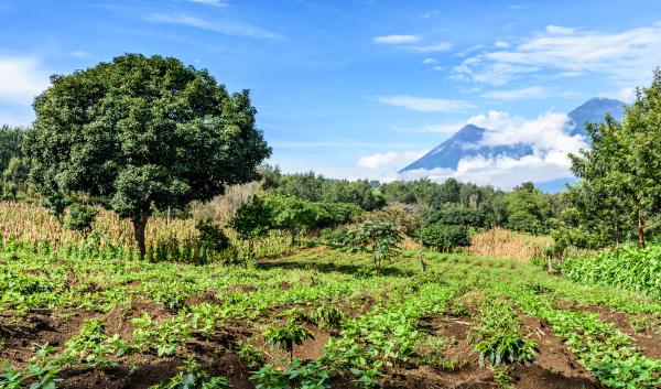 Farmland in highlands of Guatemala