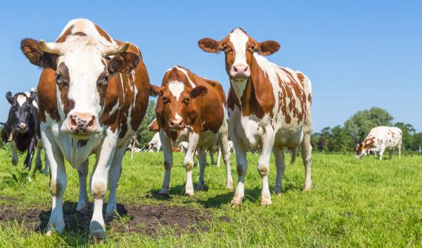 A group of curious brown spotted Dutch cows outside on a meadow