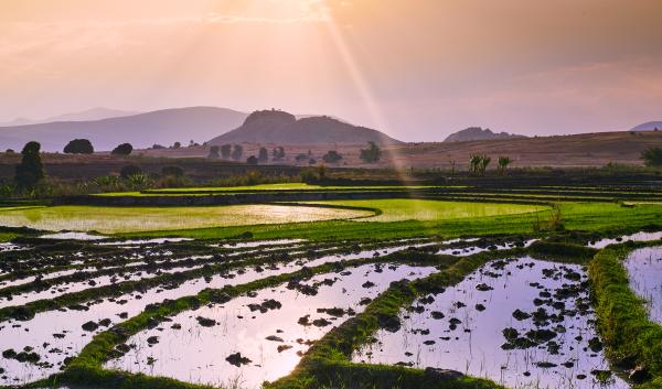 lush rice field 