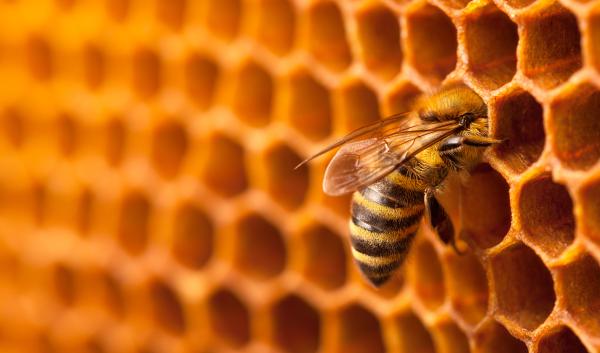 Bee in honeycomb