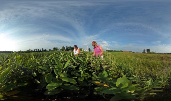 Milkweed at Borderview Farm
