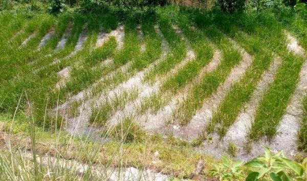 planting vetiver grass to filter coffee mill wastewater