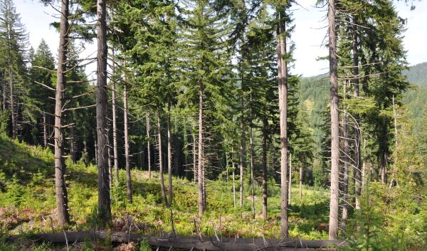 This recently harvested section of the Coquille Forest demonstrates the number of trees the Tribe leaves behind. These “leave trees” support wildlife and forest health as the area recovers. Conventional timber harvest removes all trees from the harvested section. NRCS photo by Robert Hathorne.