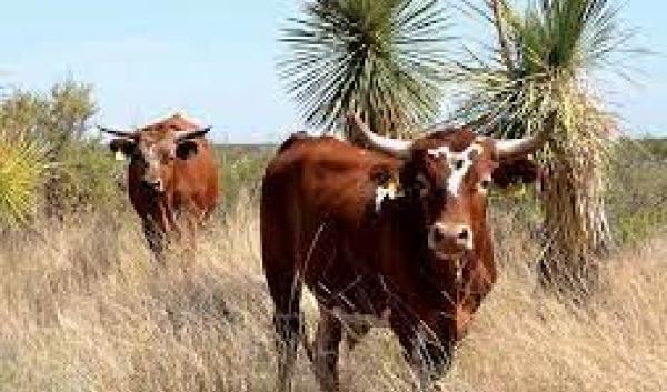 Criollo Cattle