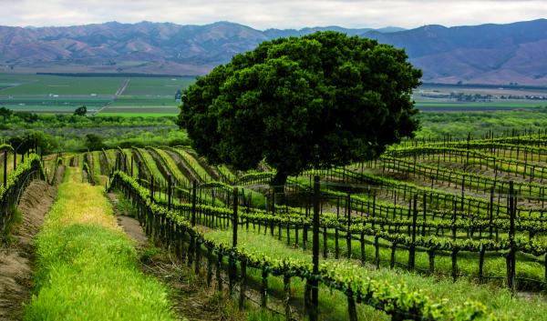 An oak tree stands in the middle of a California vineyard.