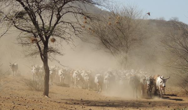 kenya cattle