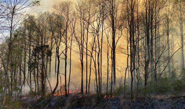 forest fire