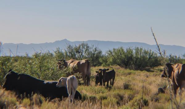 Criollo grazing on Chihuahuan Desert rangelands