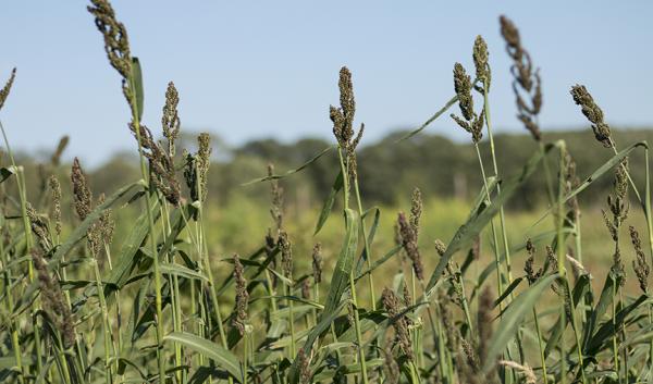 Japanese millet being grown at the University of Rhode Island Agronomy Farm