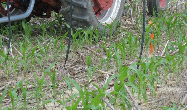side-dressing nitrogen into a corn crop