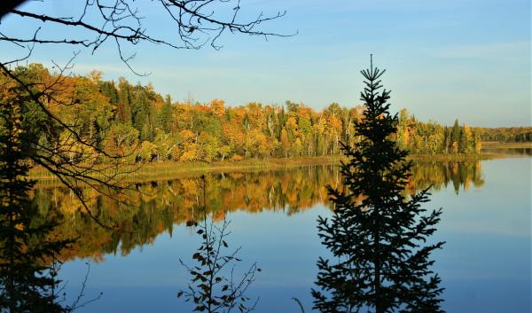 Landscape view of a lake with a pine tree in the foreground