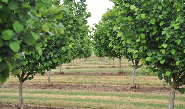 Rows of hazelnut trees in the Willamette Valley.