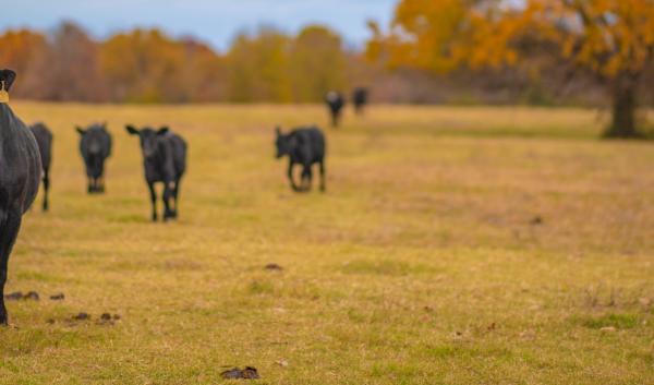 Cattle in Oklahoma