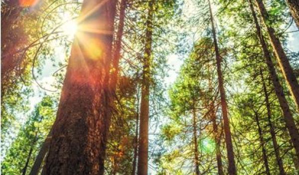 Cover image of Project Learning Tree's Southeastern Forests and Climate Change