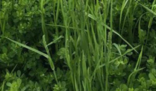 alfalfa