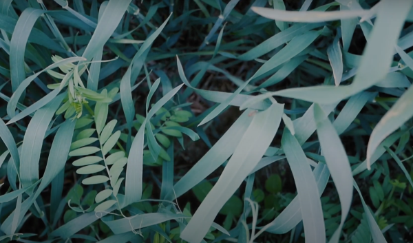 opening shot to film; cover crops at harborview farms