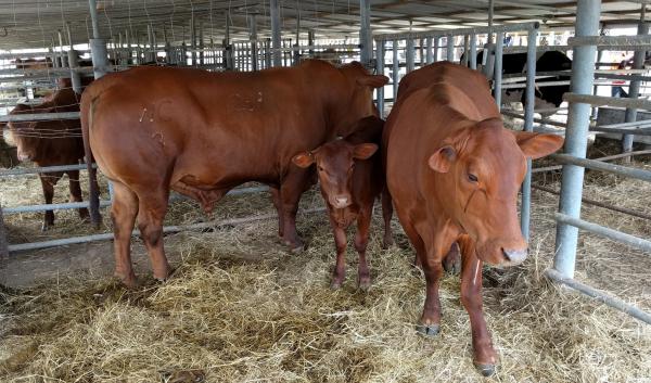 The Senepol breed of beef cattle was developed on the Caribbean Island of St. Croix.
