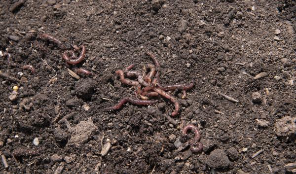 worms