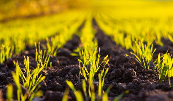 Wheat seedlings emerge from soil in a sunlit field.