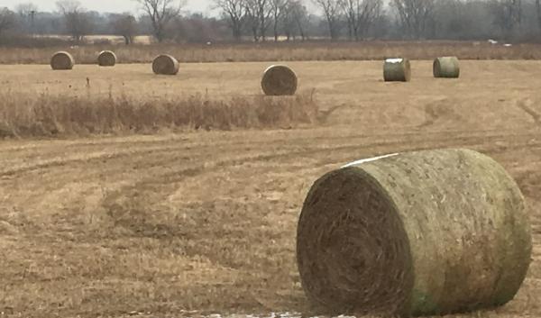 bay bales in a field
