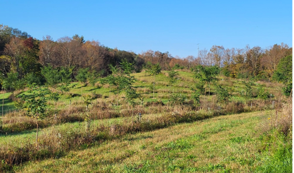 Biochar can be incorporated into the soil by surface spreading and tilling, no-till drill, or placed in trenches when trees are planted as was done at this farm. 