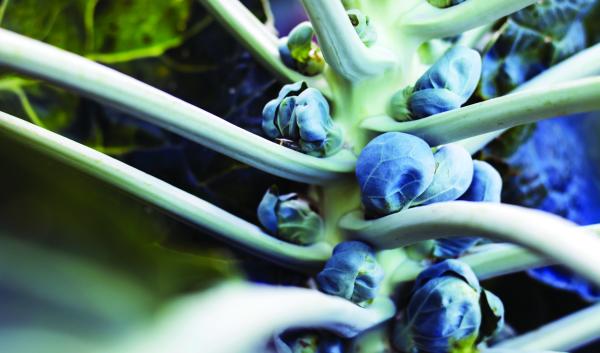 close up of brussels sprouts