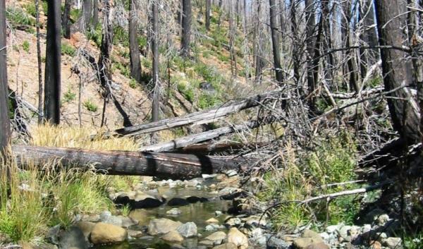 Burned riparian area 