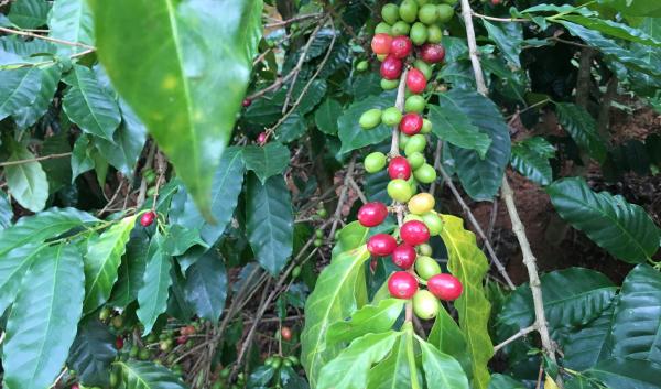 Coffee in Puerto Rico