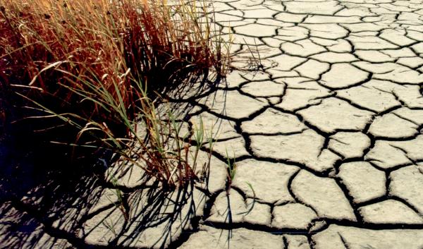 Vegetation Drought