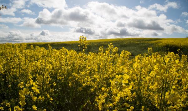 Field of canola flowers in Oregon