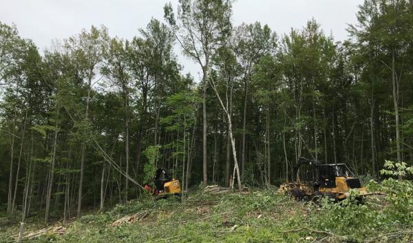 Harvesting forest with machinery