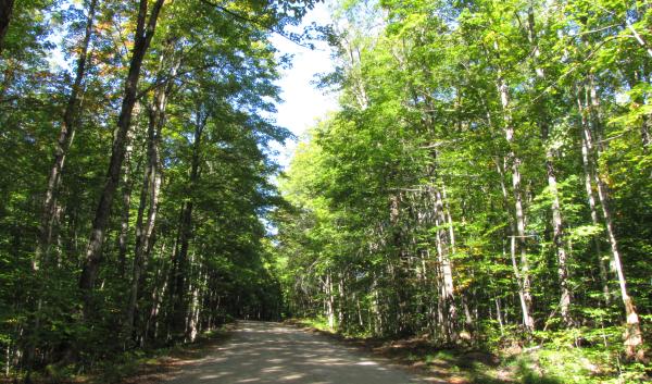 Green leafed trees on along both sides of a narrow road