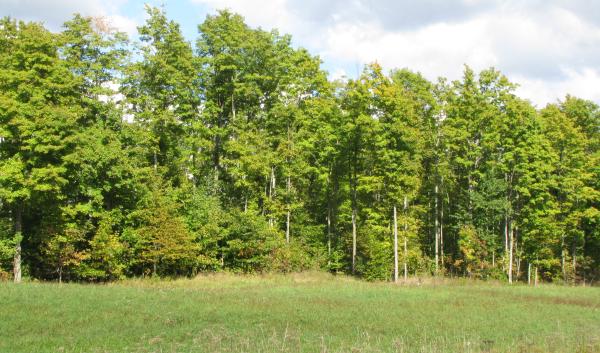 Tree line