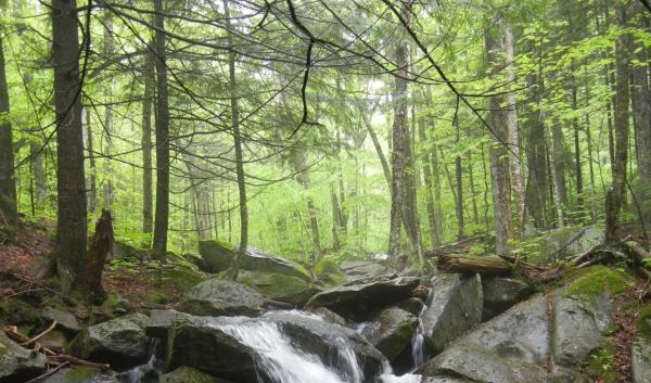 Forest scene at Hubbard Brook Experimental Forest. 