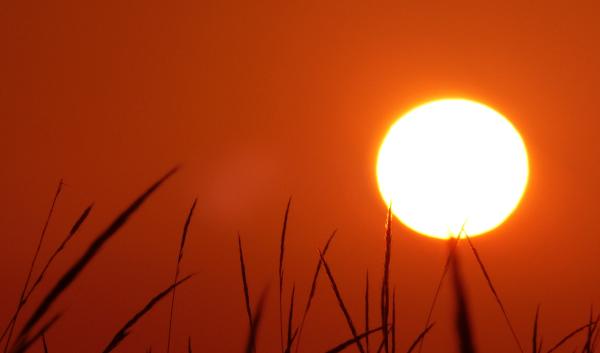 The sun rising over a field of grass. 