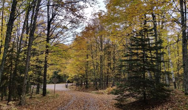 Trees along road