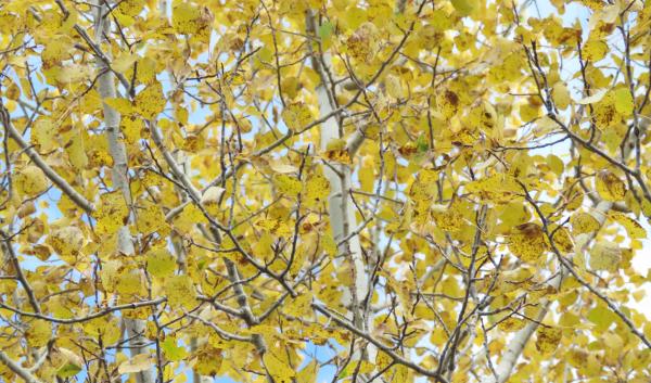 Yellow leaves