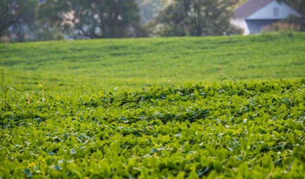 Soybean field