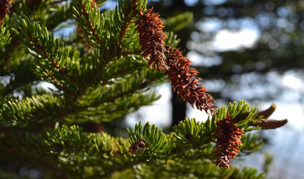 Spruce-fir