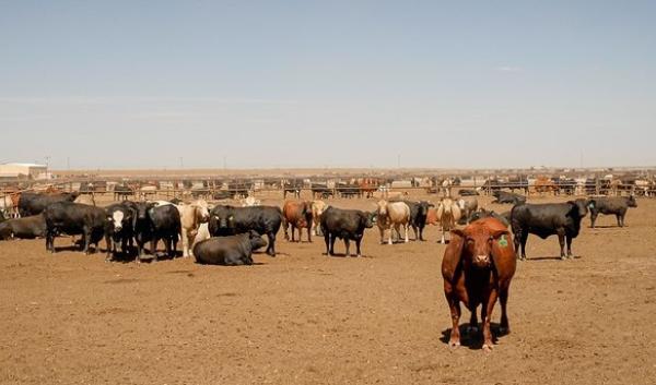USDA - Livestock