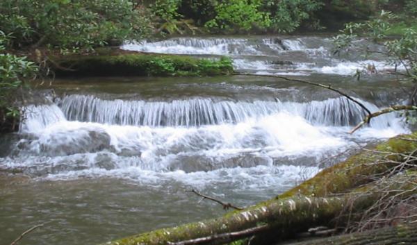 Forest stream - Public domain