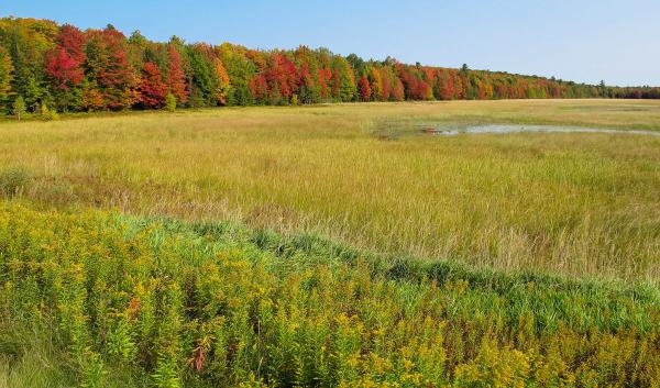 grassy wetland